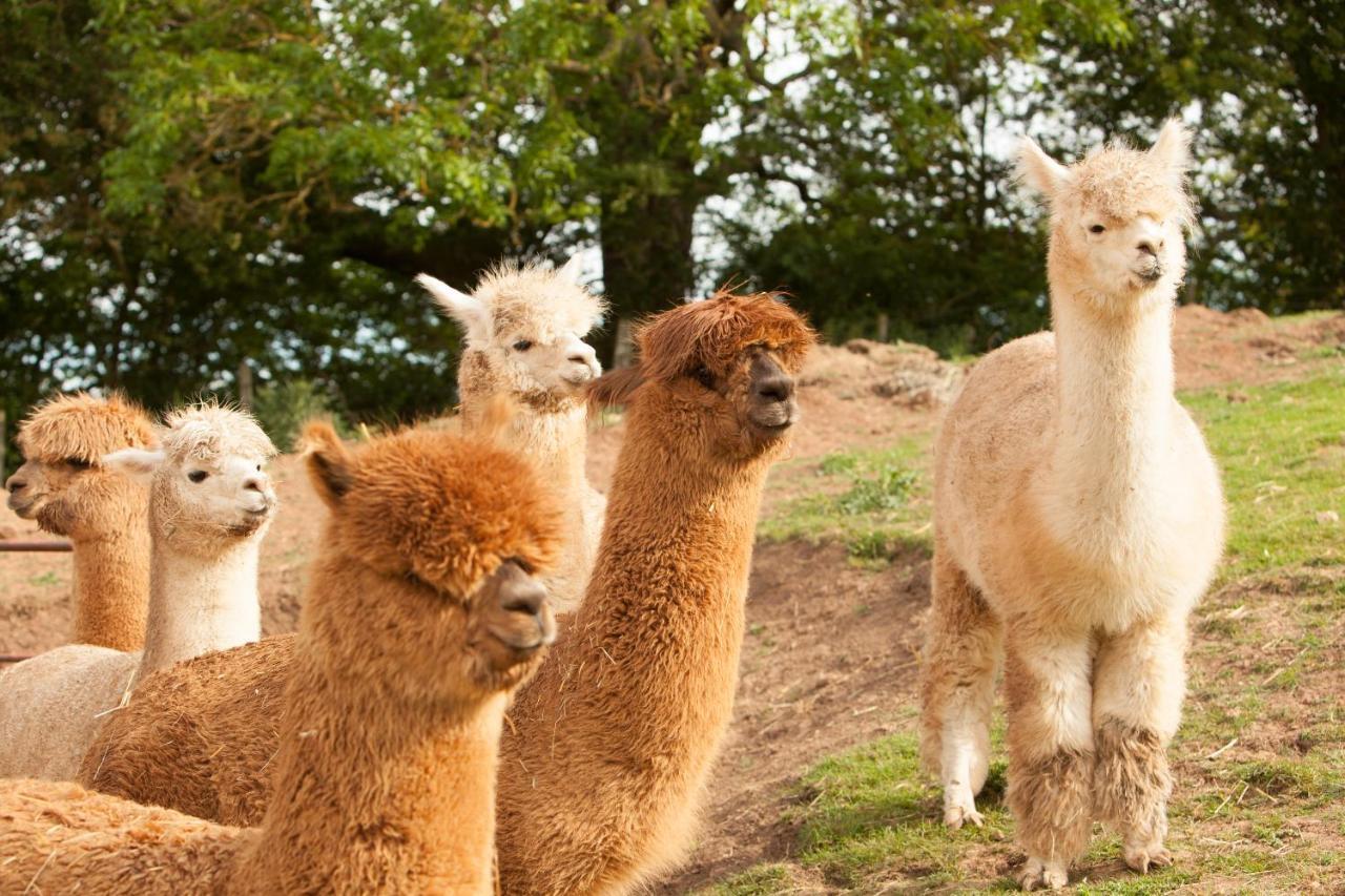 The Llama Hut Kirklevington Екстериор снимка